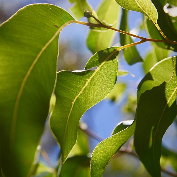 Australian Native