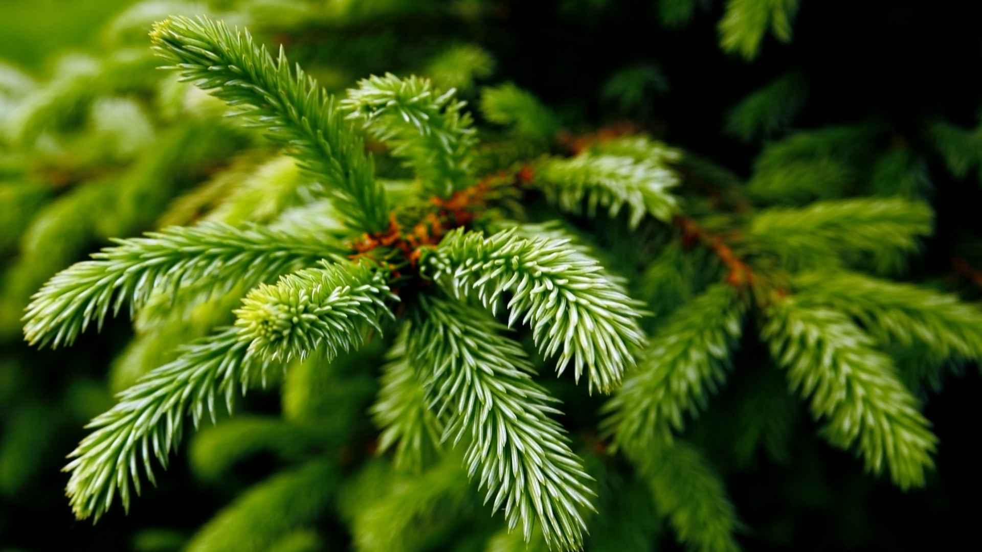 Fir Needle