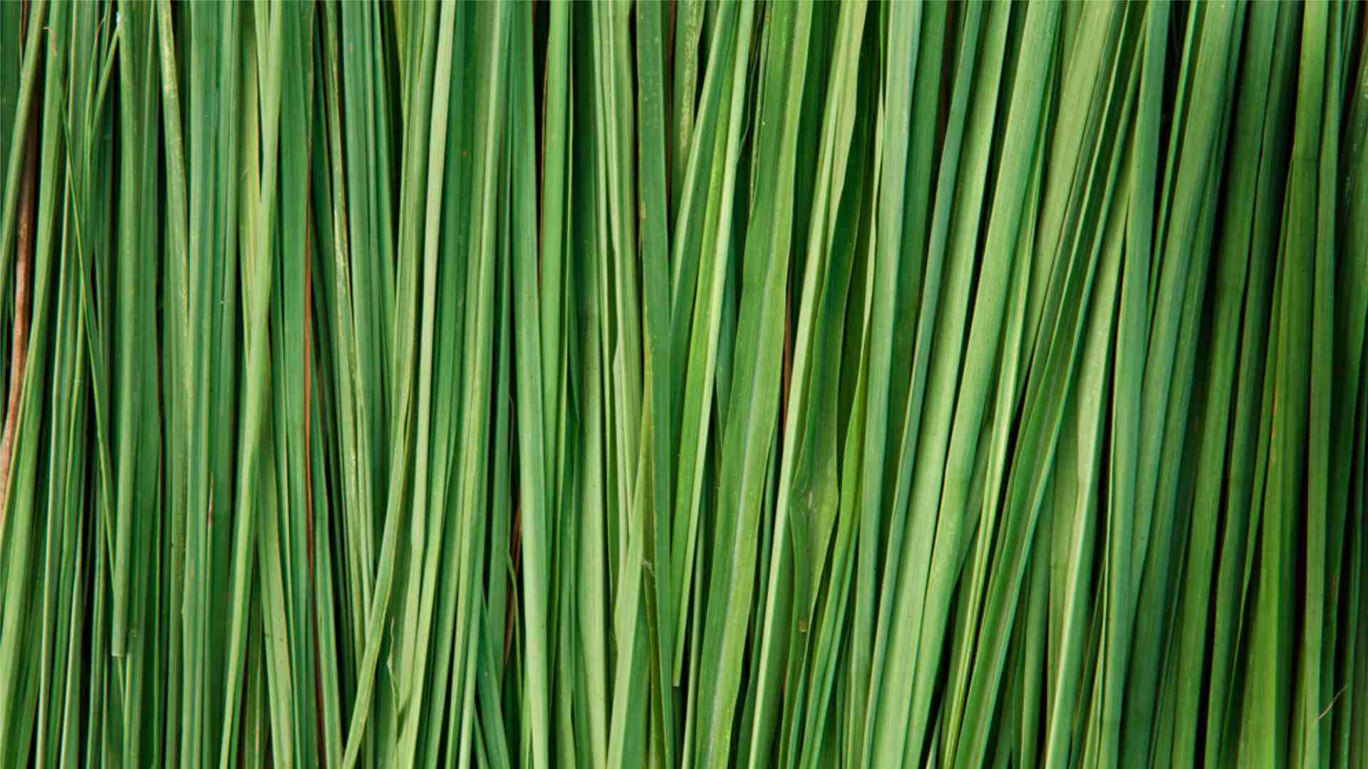 Lemongrass