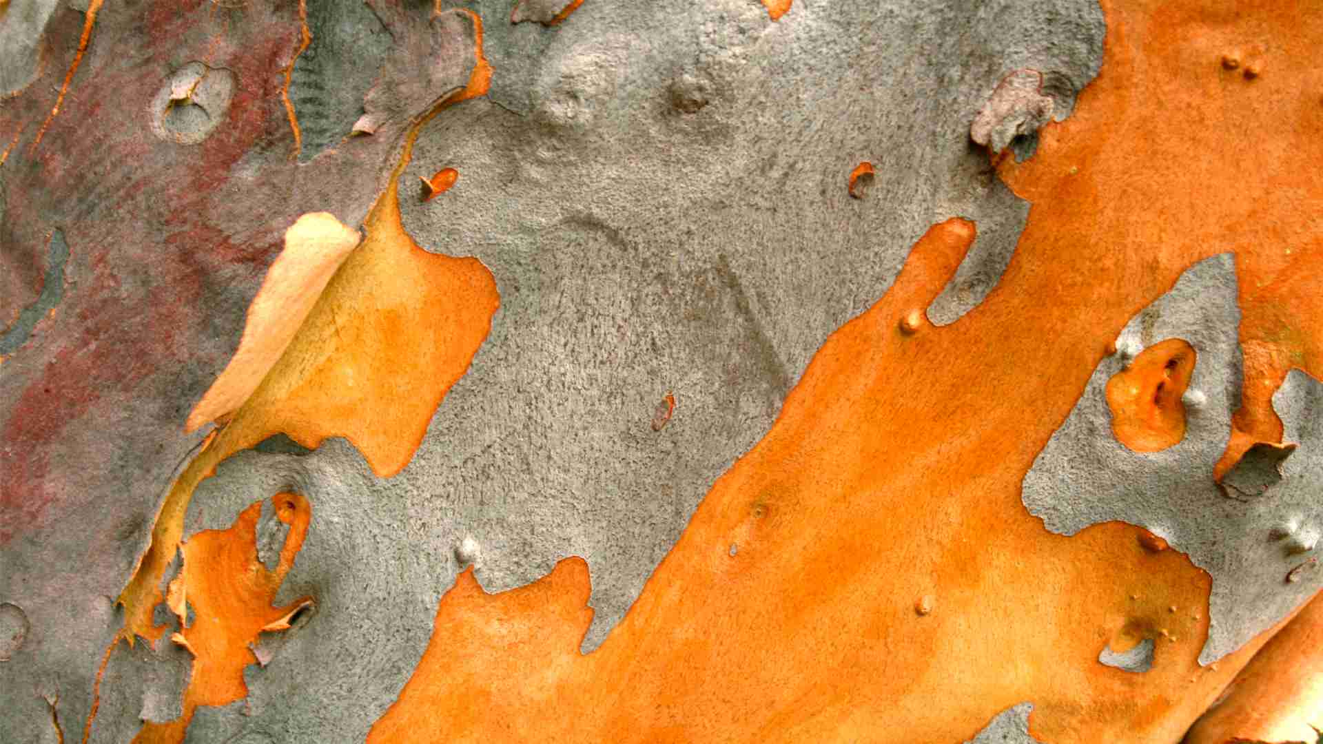 Lemon Scented Gum