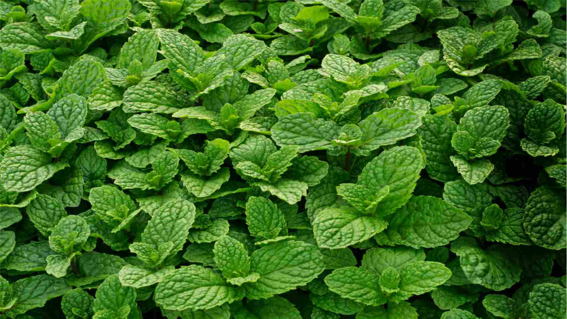 Peppermint