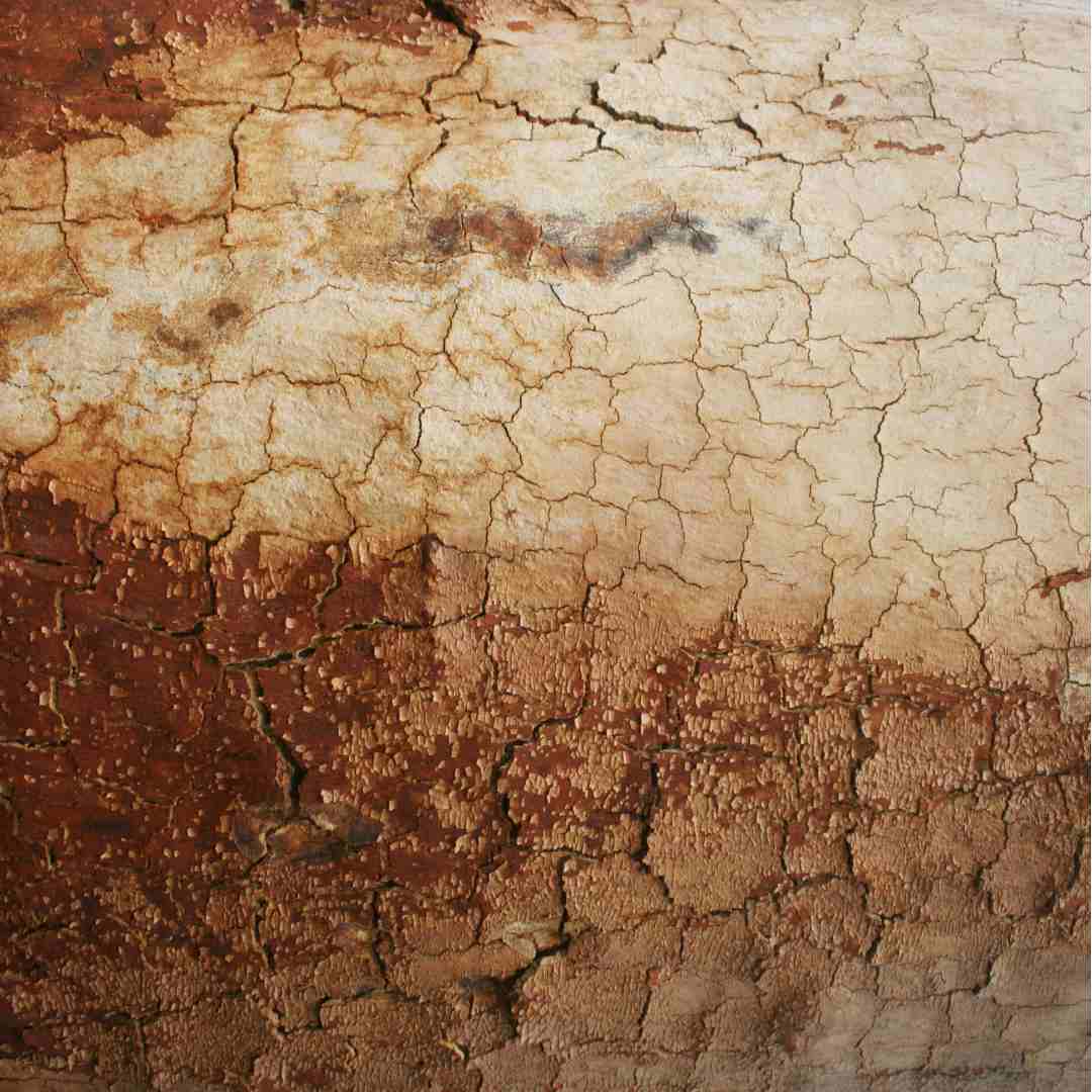 River Red Gum Eucalyptus