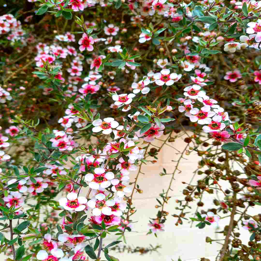 Lemon-Scented Tea Tree