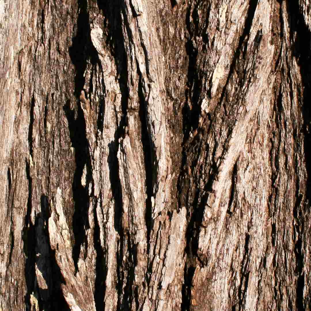 Narrow-Leaf Ironbark Eucalyptus