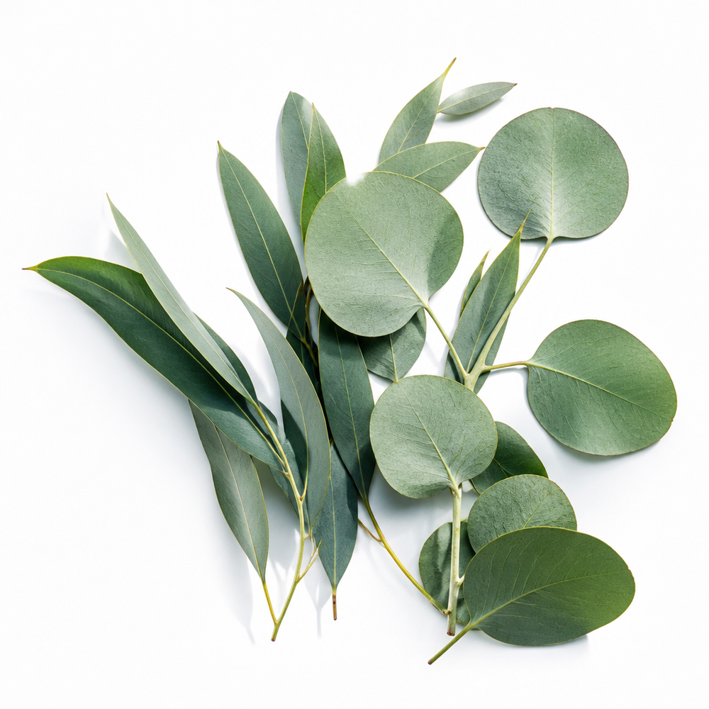 SS - Product ingredien AI Image 1